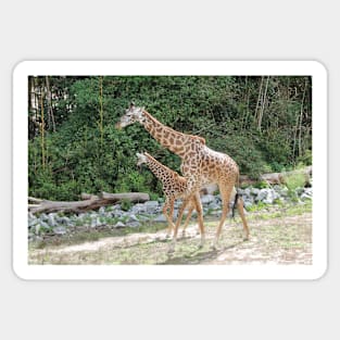 Mama and baby giraffes Sticker